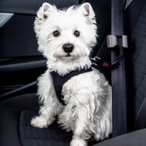 Color & Gray - Sicherheitsgurt Adapter für Hunde von 10 bis 25kg- rot,  13,30 €